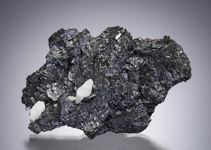 CC2434 specimen image
