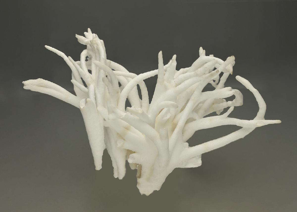 CC24712 specimen image