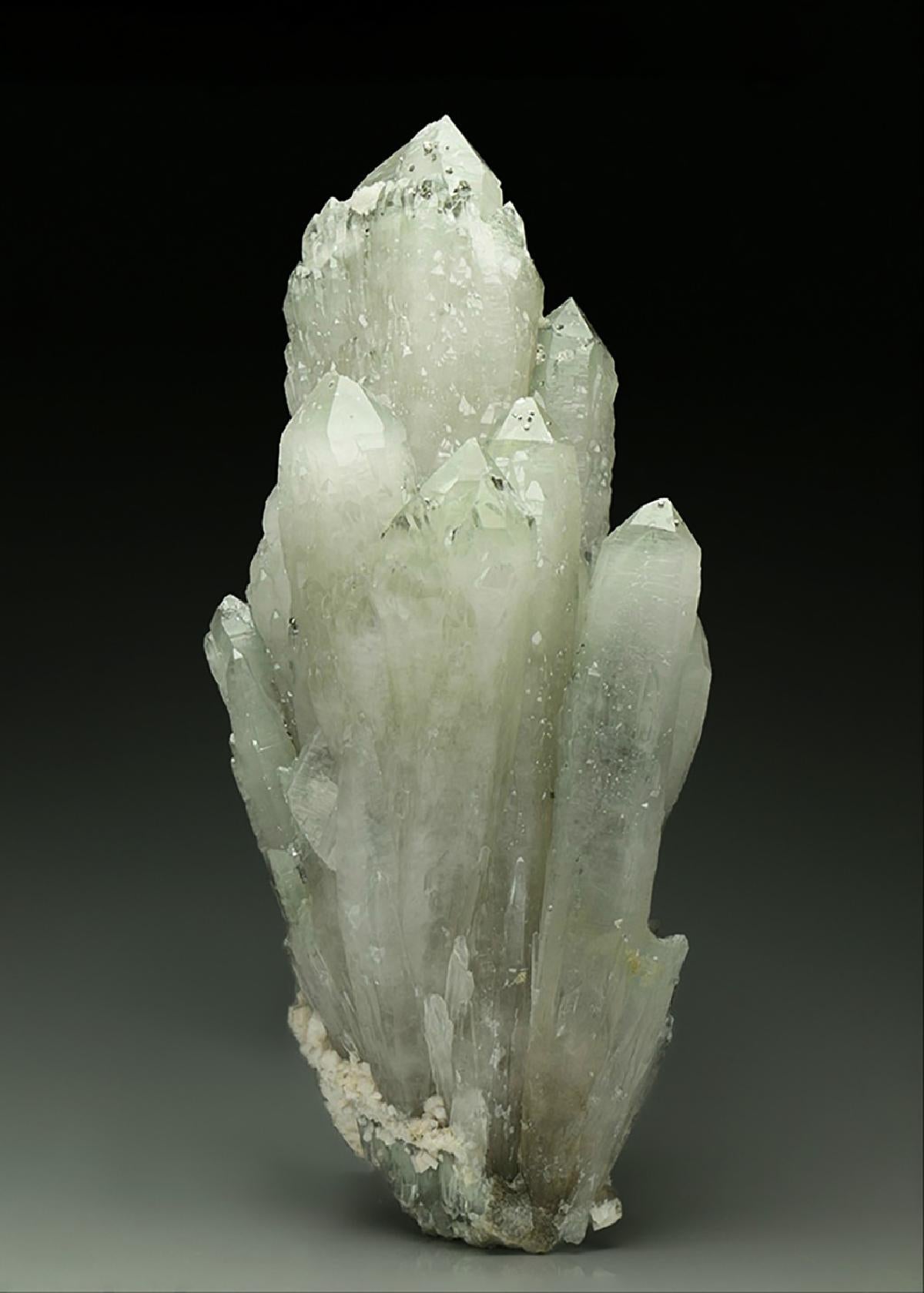 CC24798 specimen image