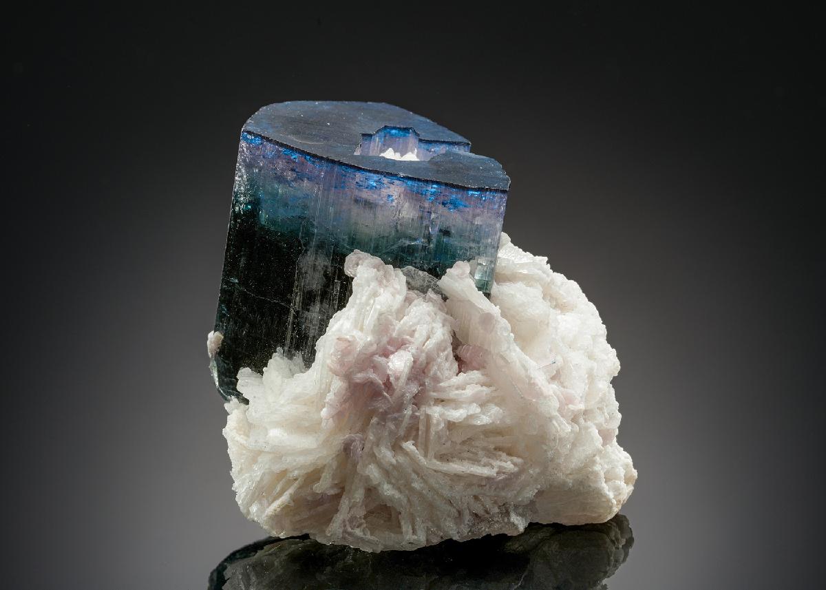 CC24851 specimen image