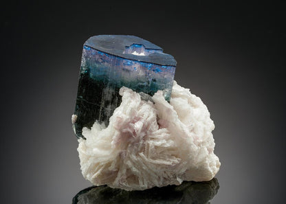 CC24851 specimen image