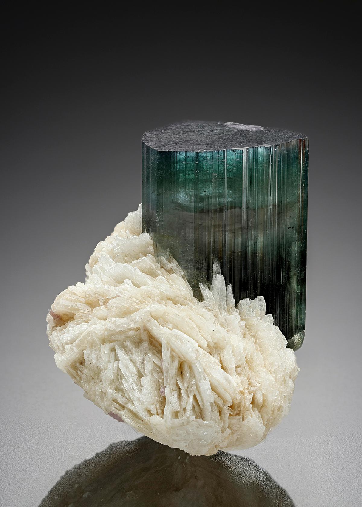 CC24892 specimen image