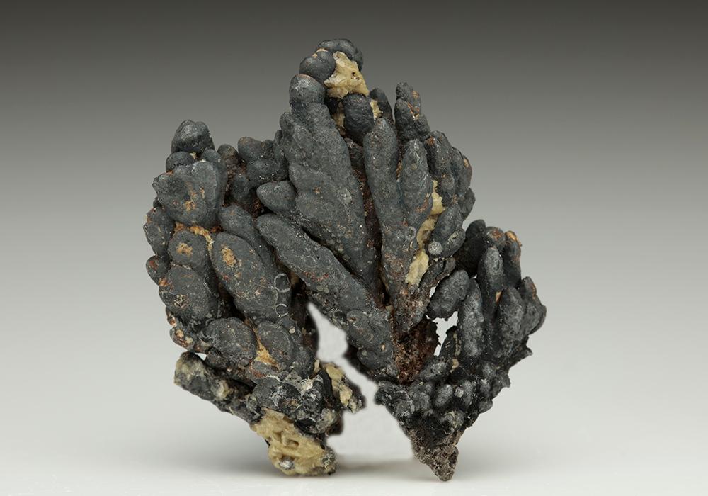 CC25033 specimen image