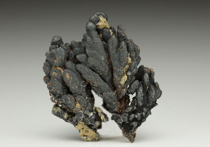 CC25033 specimen image