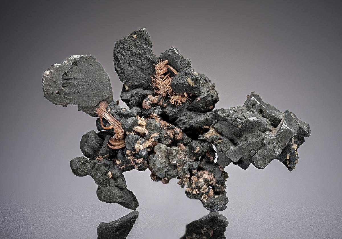 CC25079 specimen image