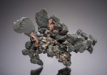 CC25079 specimen image