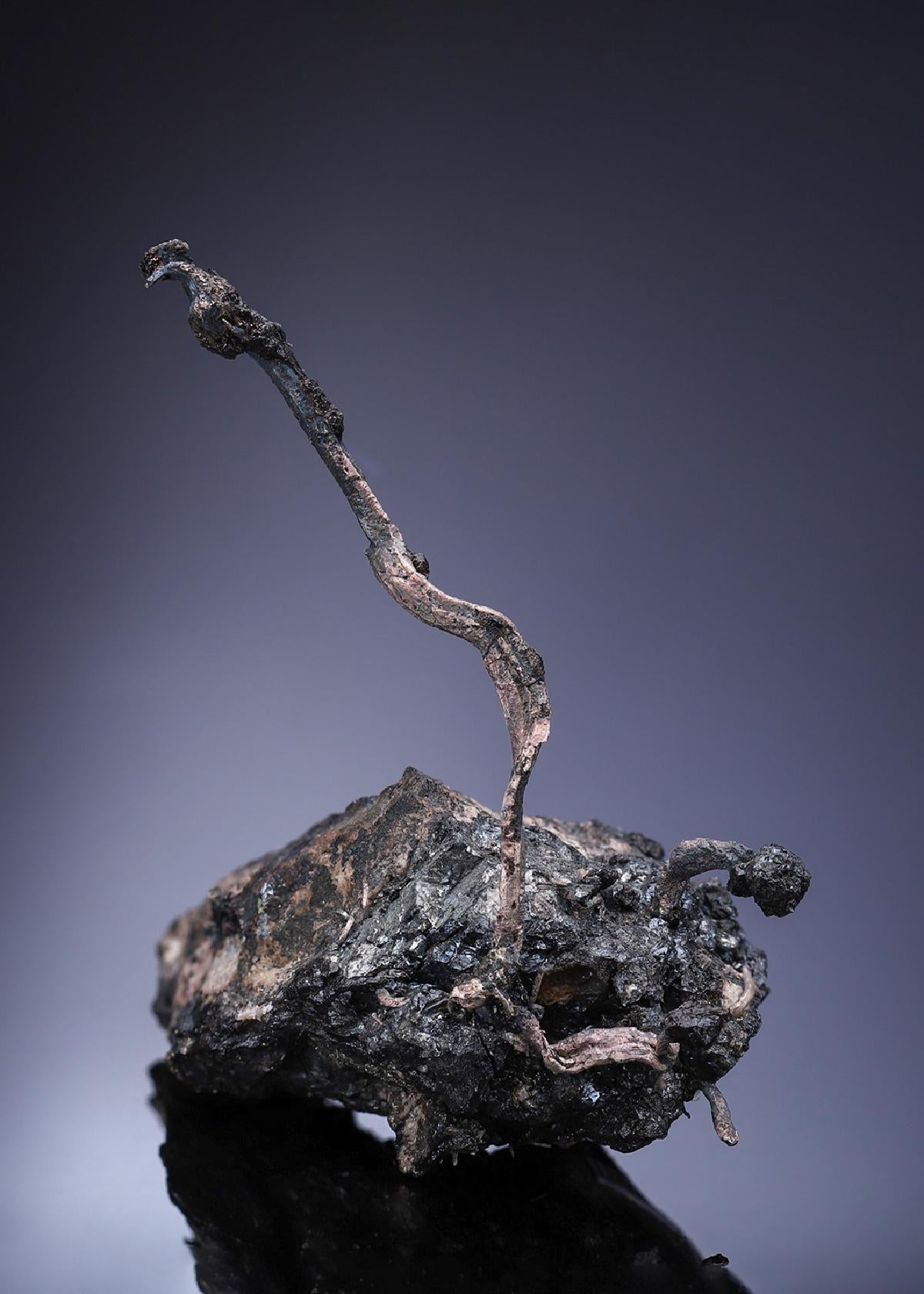 CC2513 specimen image
