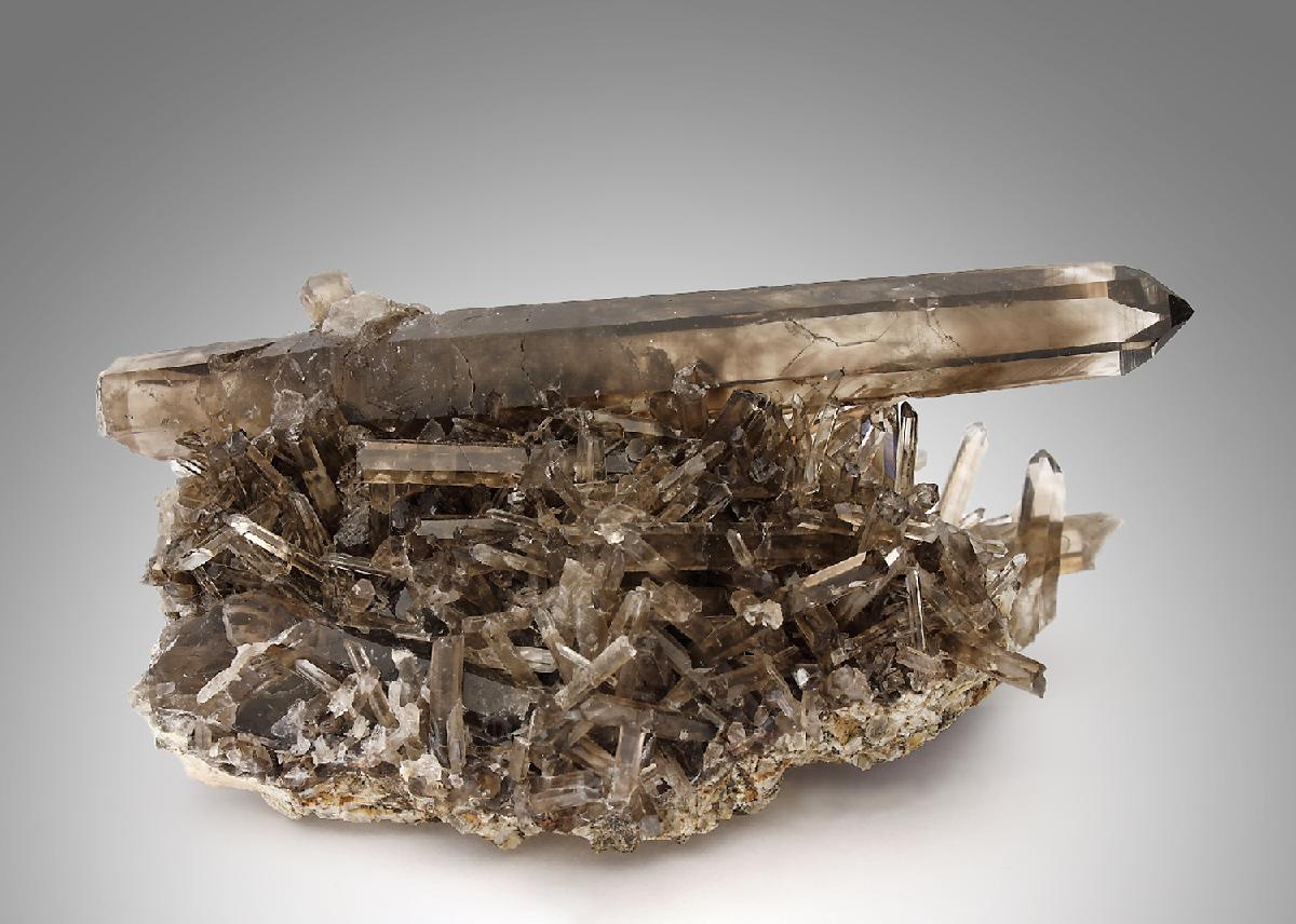 CC25199 specimen image