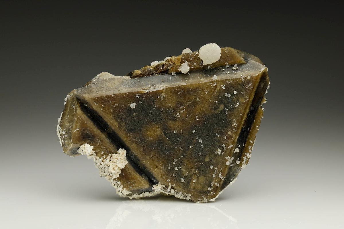 CC25221 specimen image