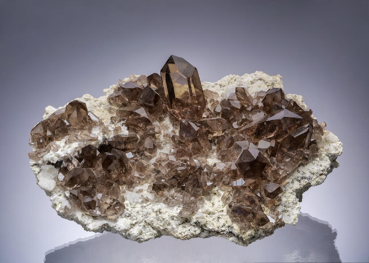 CC25279 specimen image