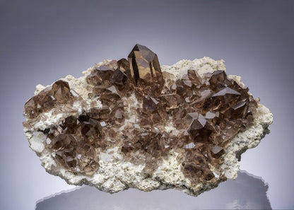 CC25279 specimen image