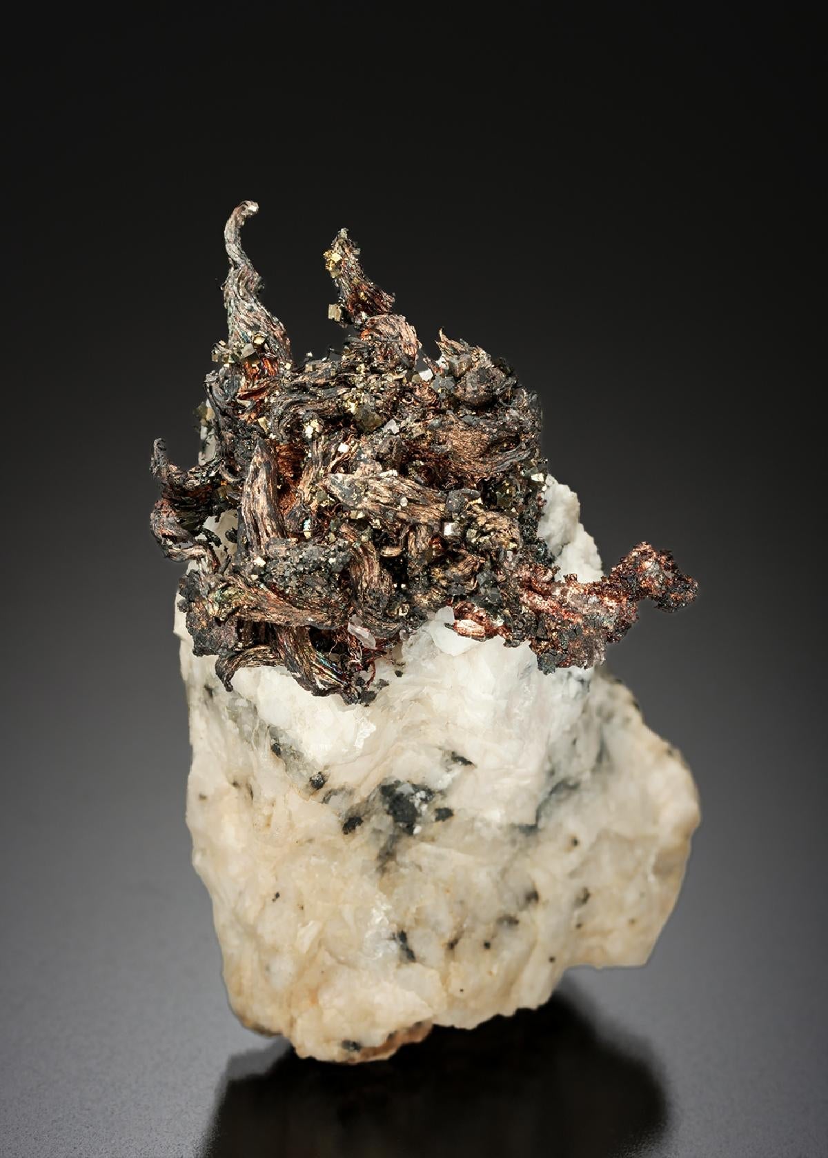 CC25429 specimen image