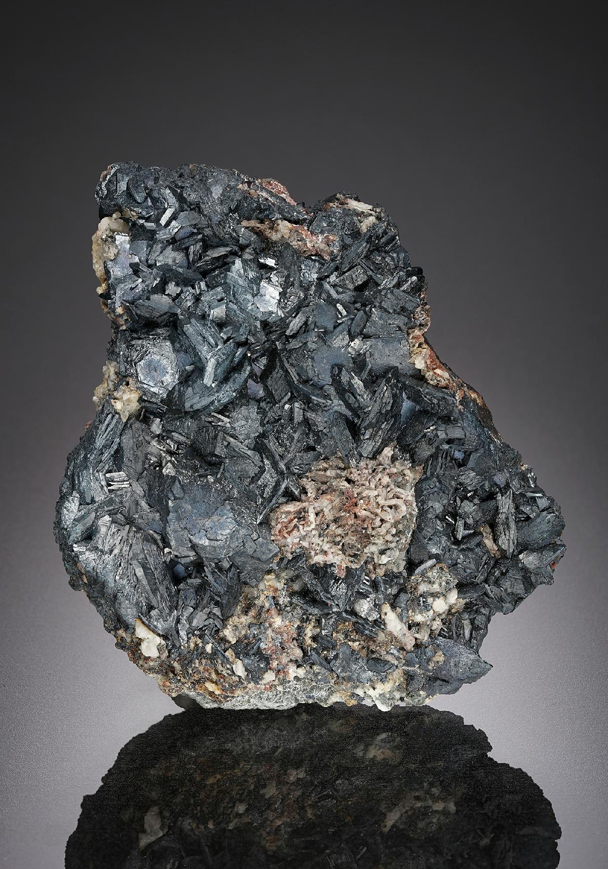 CC25537 specimen image
