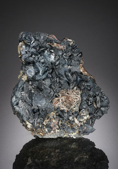 CC25537 specimen image