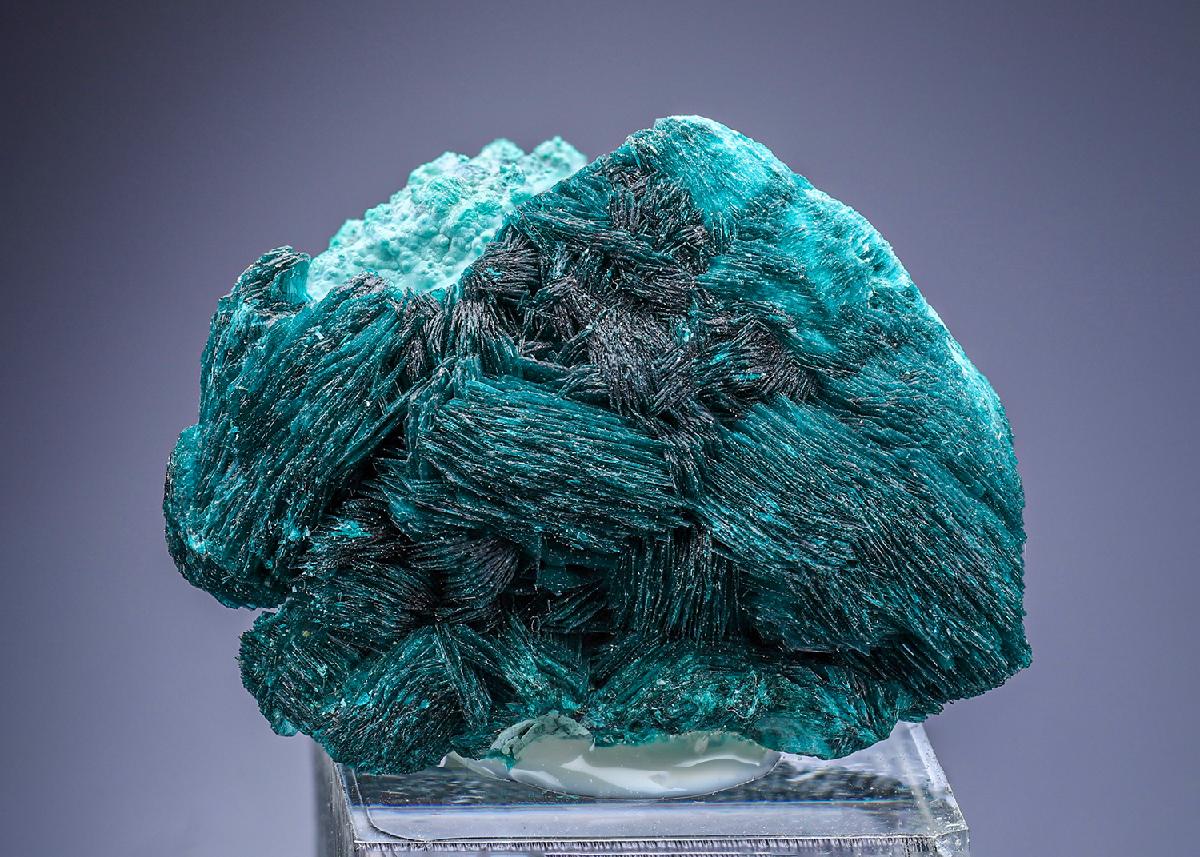 CC25562 specimen image