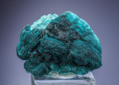 CC25562 specimen image