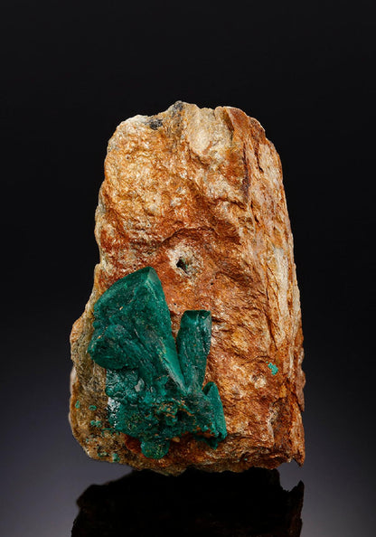 CC25573 specimen image