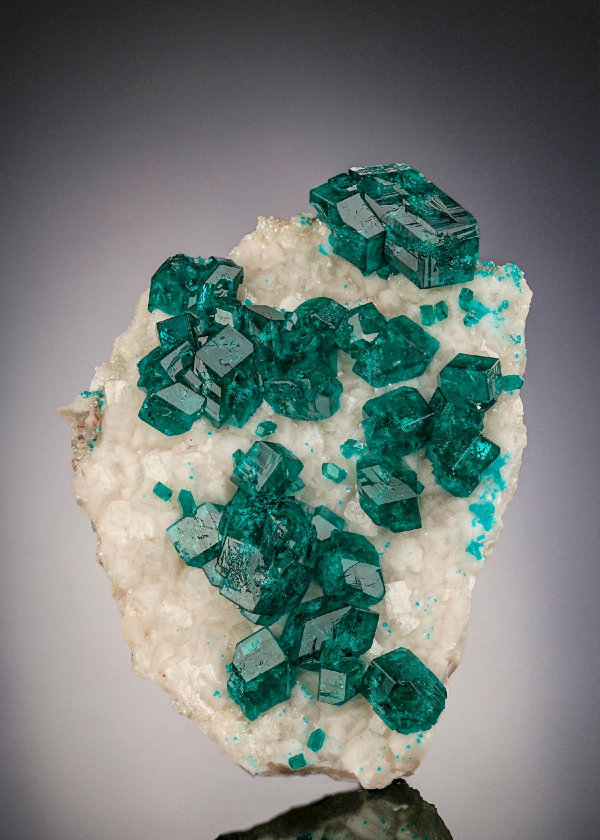 CC25635 specimen image