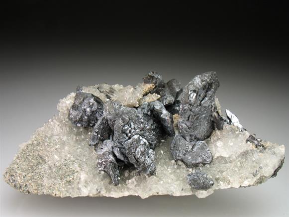 CC2564 specimen image