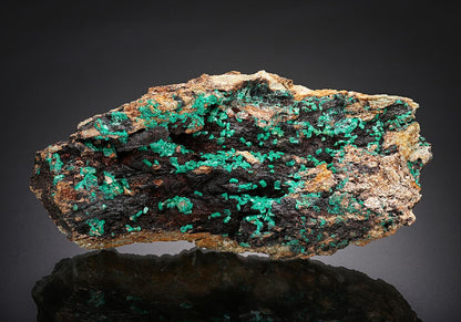 CC25655 specimen image