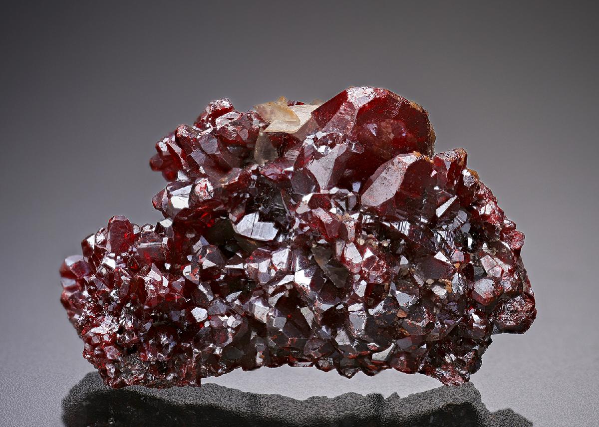CC25659 specimen image