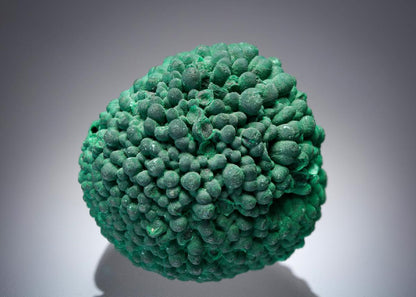 CC2566 specimen image