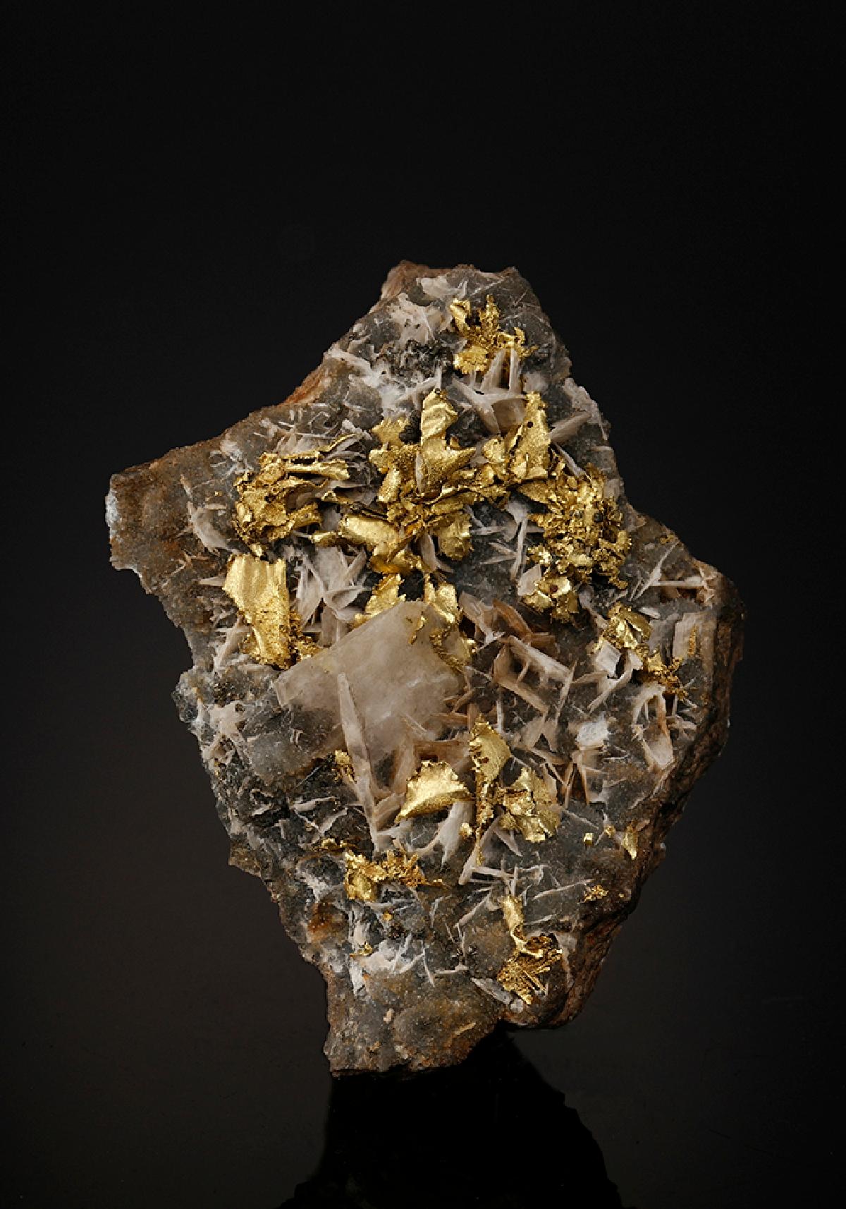 CC25666 specimen image