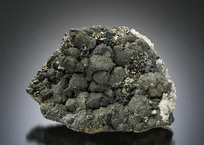 CC25667 specimen image