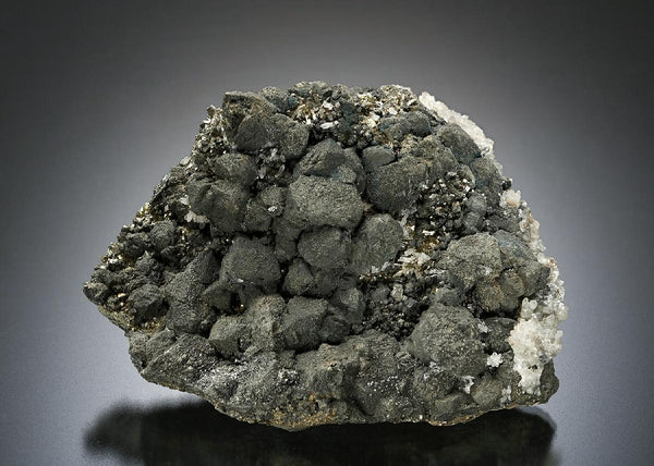 CC25667 specimen image