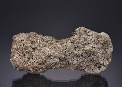 CC25700 specimen image
