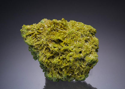 CC26446 specimen image