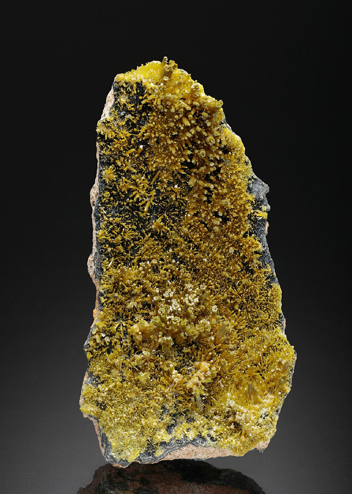 CC26454 specimen image
