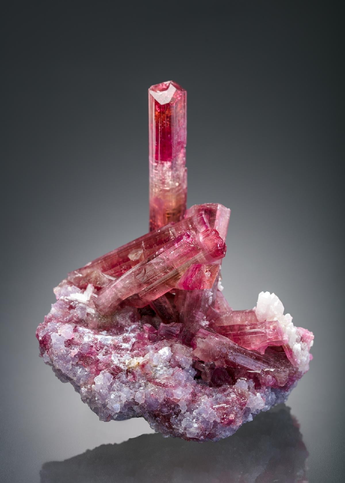 CC26682 specimen image