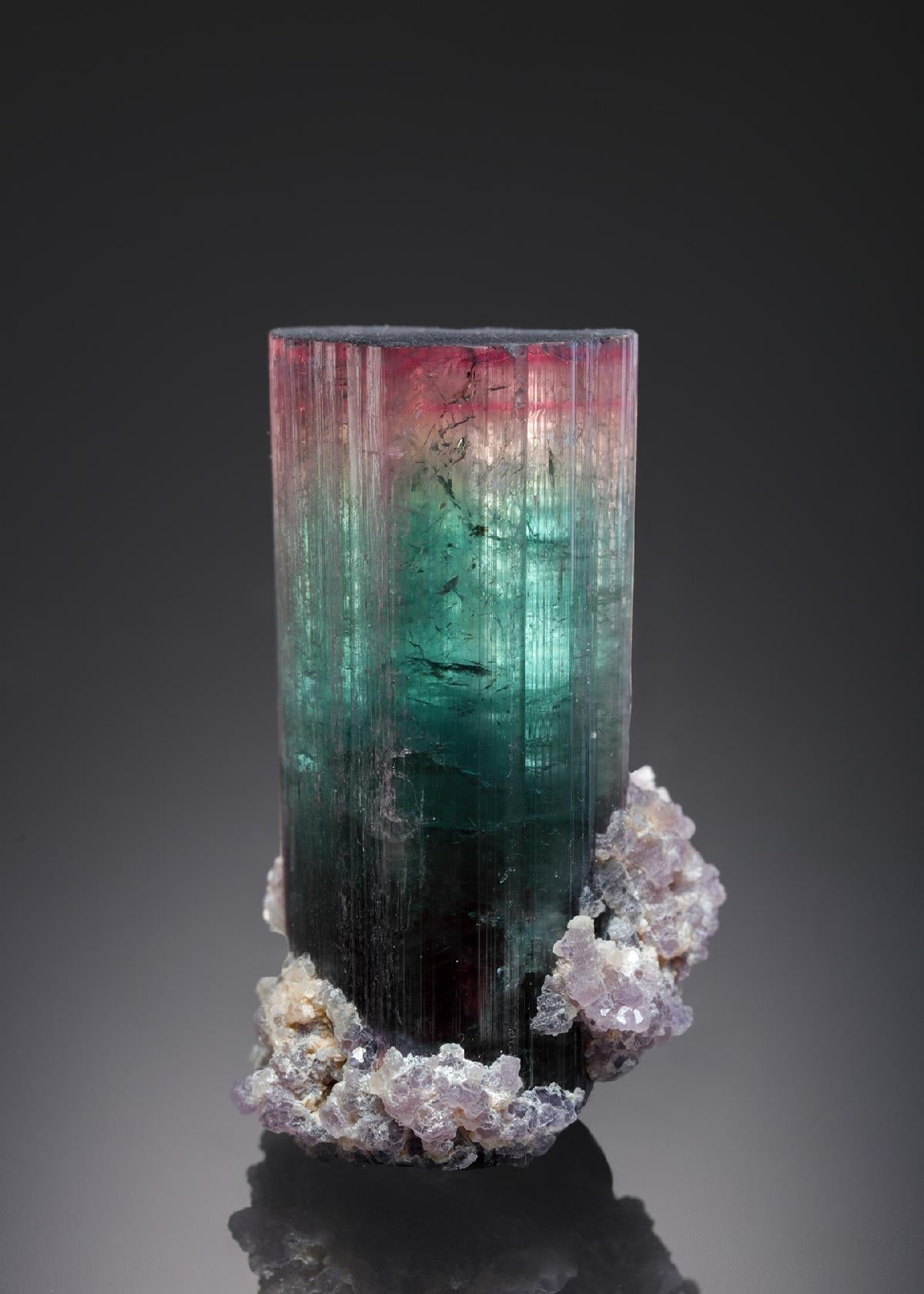 CC26683 specimen image