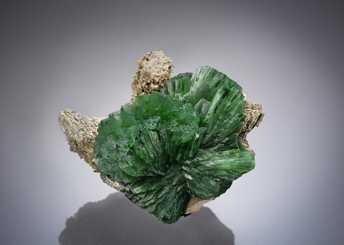 CC26819 specimen image