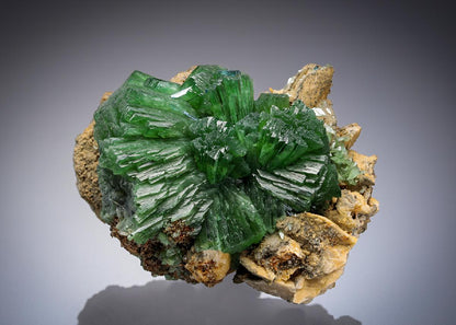 CC26825 specimen image