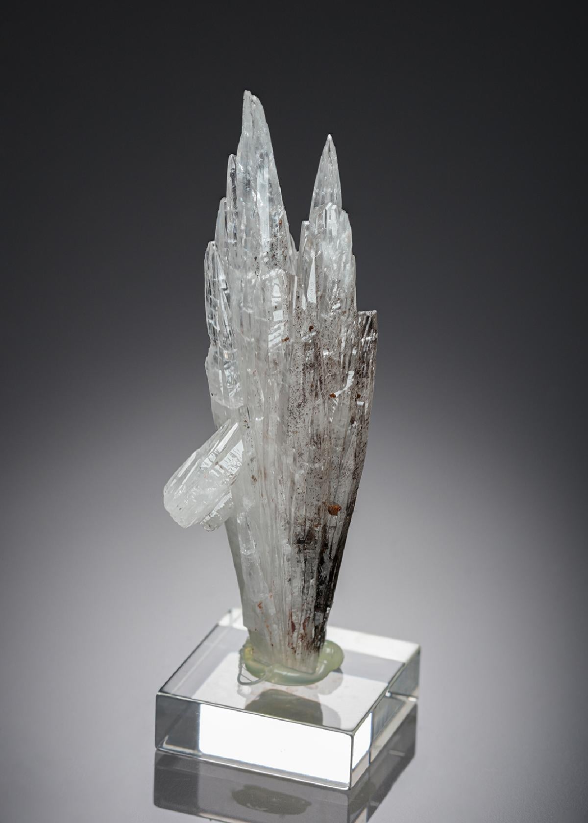 CC26937 specimen image