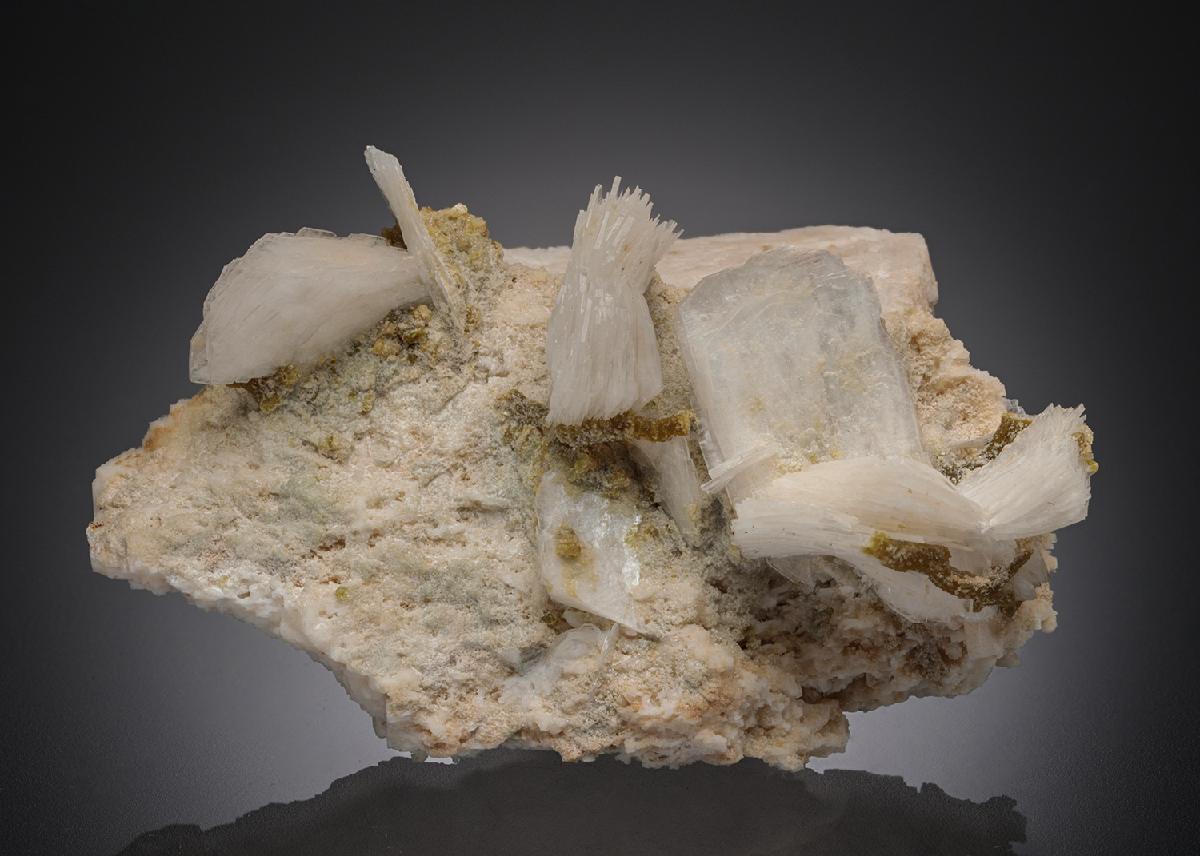 CC26947 specimen image