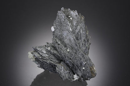 CC26961 specimen image