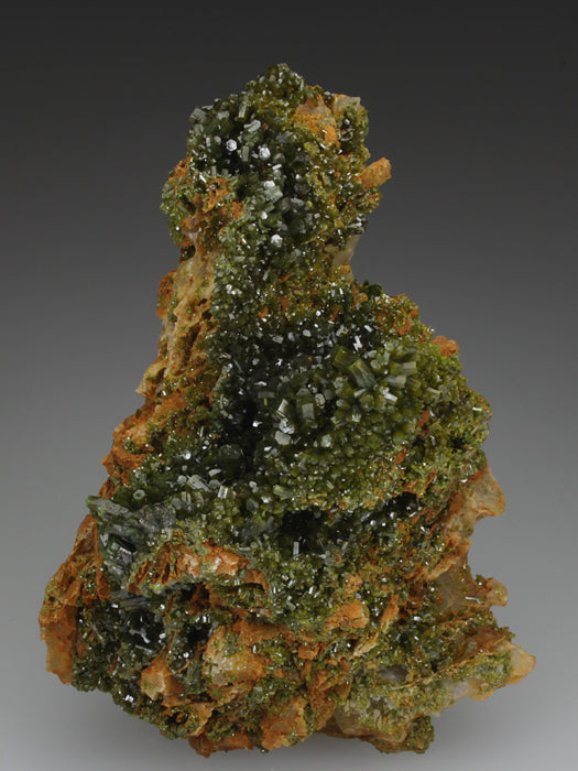 CC2699 specimen image