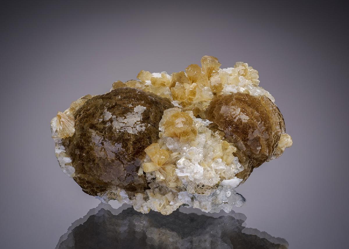 CC27027 specimen image