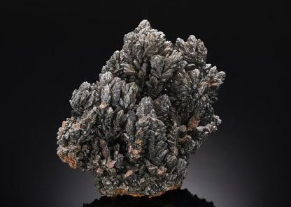 CC27049 specimen image