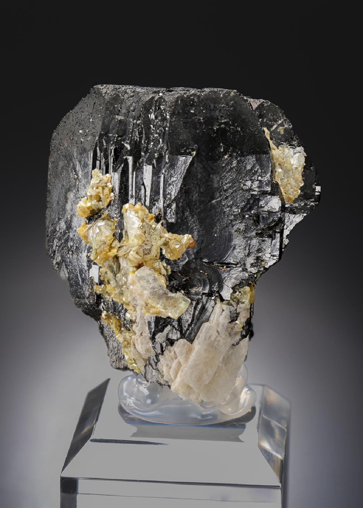 CC27111 specimen image