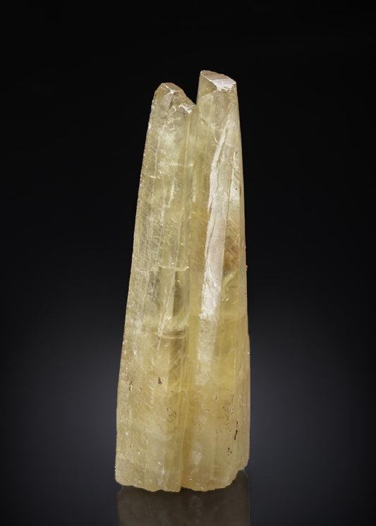 CC27121 specimen image