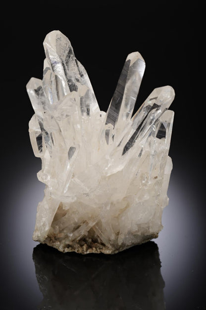 CC27125 specimen image