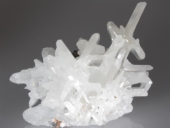 CC2713 specimen image
