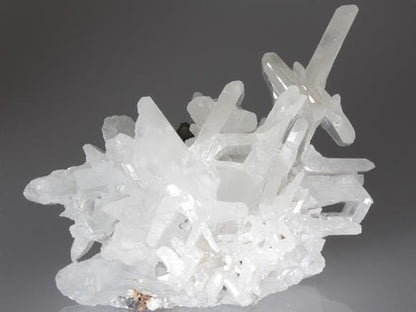 CC2713 specimen image