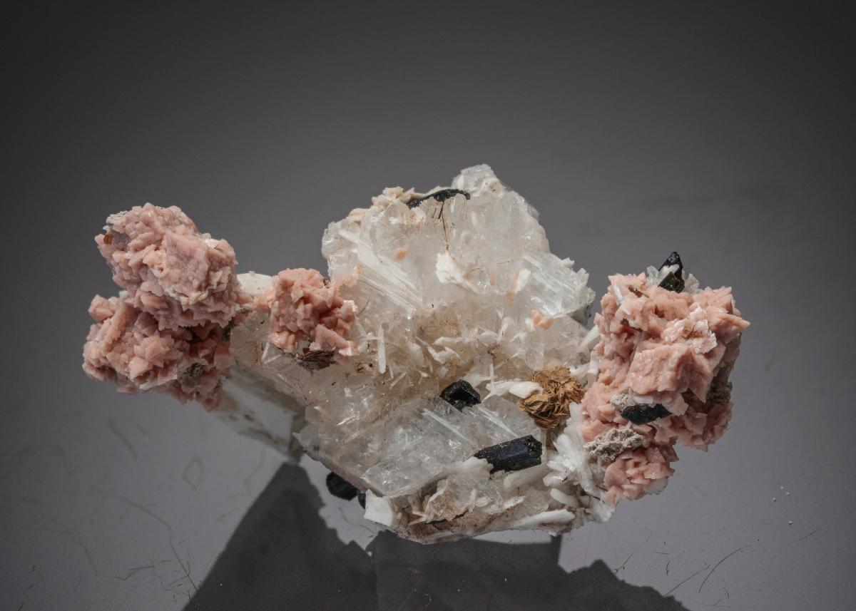 CC27171 specimen image