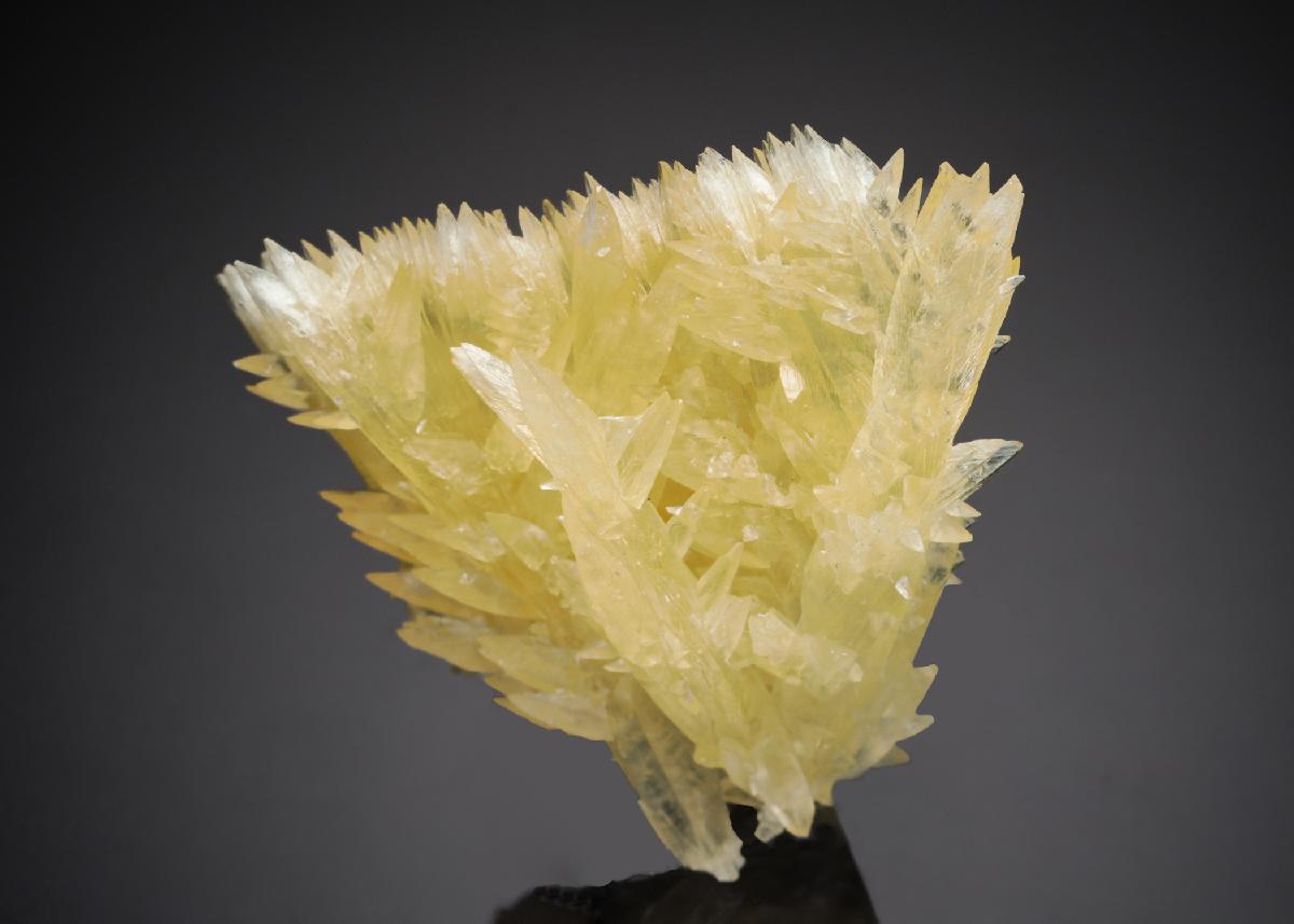 CC27183 specimen image