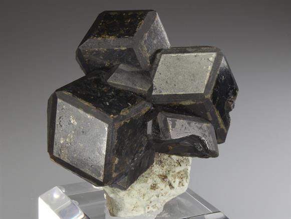 CC2719 specimen image